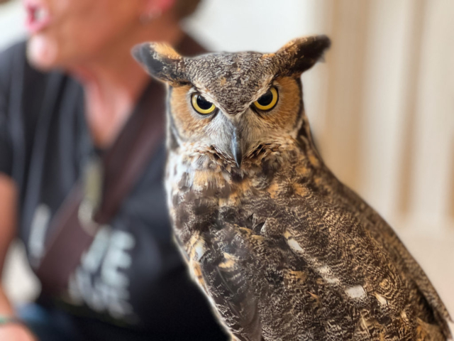 This owl attended to remind us of the dangers to wildlife of rat poison.